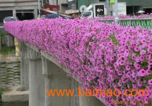 立體綠化產品 花盆、花架、花柱與花墻的多彩世界
