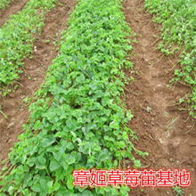 美姑縣草莓苗市場分析 甜查理品種價格與批發(fā)報價探討