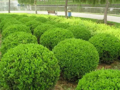 從河北苗圃到南洼苗圃 探索京津冀園林綠化產業(yè)鏈發(fā)展圖景