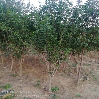 重瓣木槿 園林綠化中的“夏日錦緞”，青藤農(nóng)業(yè)源頭基地品種齊全